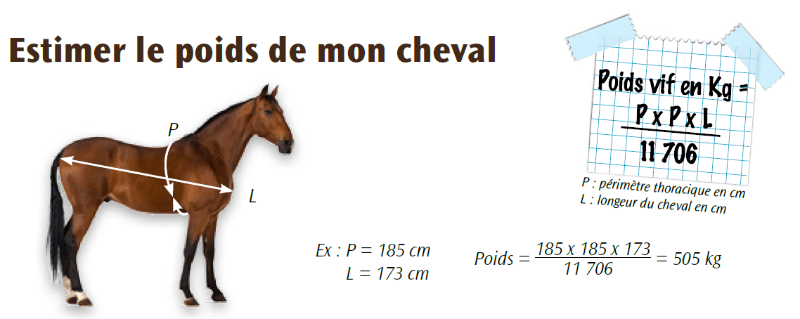 Estimer Le Poids De Mon Cheval Destrier